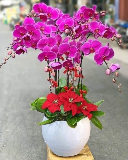 Hoa Lan Hồ Điệp