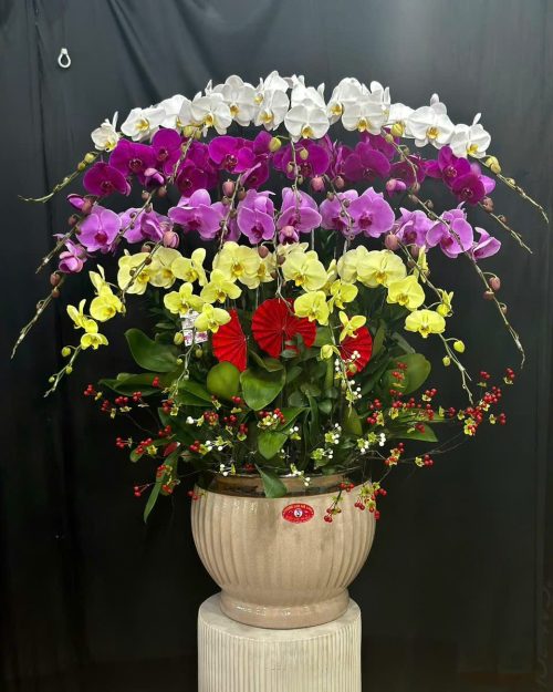 Hoa Lan Hồ Điệp