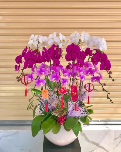 Chậu lan hồ điệp trắng quà tặng chúc mừng sang trọng mẫu 601