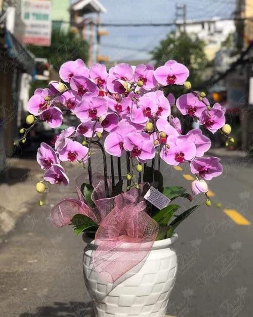 Chậu lan hồ điệp đột biến quý hiếm mẫu đặc biệt 608