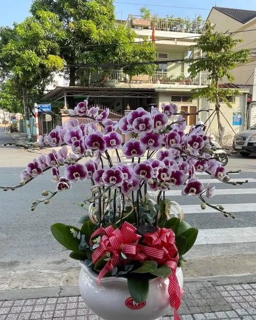 Chậu hoa lan hồ điệp 5 cành tone trắng tinh tế mẫu 605