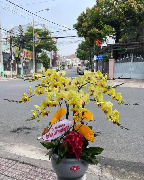 Chậu hoa lan hồ điệp tết sang trọng mẫu 609